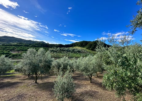 Extra Virgin Olive Oil JAPAN ( M ) 92g