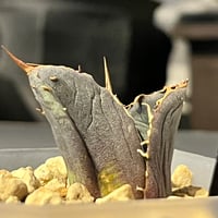 モンステラ ホワイトタイガー 極斑入り ハーフムーン M002 | Le Ruban