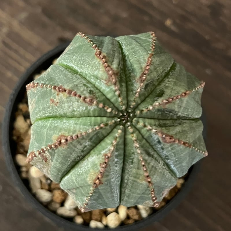 オベサ　まん丸　扁平　コレクション株 まん丸 オベサ | LIGHTHOUSE.PLANTS - 海外実生株のオベサなど輸入植物