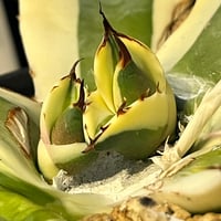 モンステラ ホワイトタイガー 極斑入り ハーフムーン M002 | Le Ruban