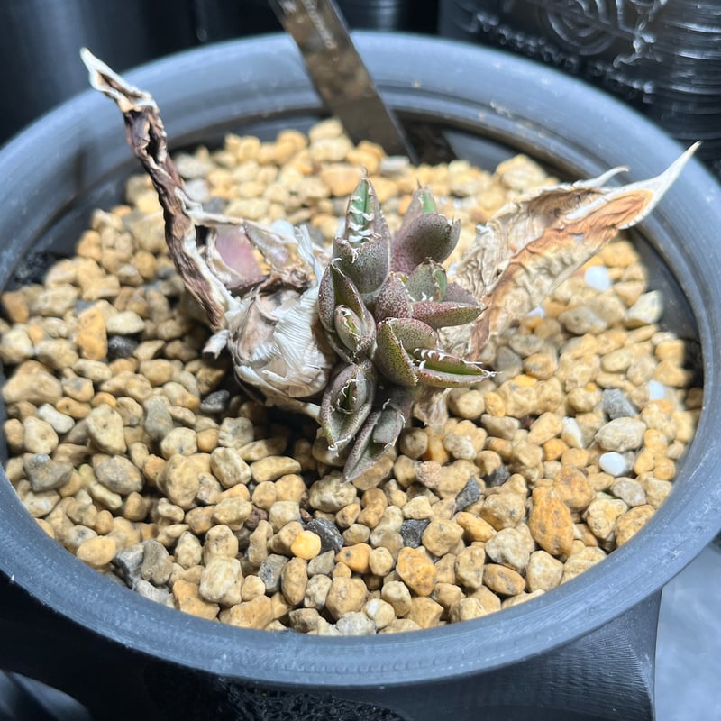 希少 アガベチタノタ 白亜 Nプラ産 胴切り株 子株8株つき | Le Ruban 