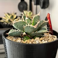 アガベチタノタ 白亜 子株013 | Le Ruban