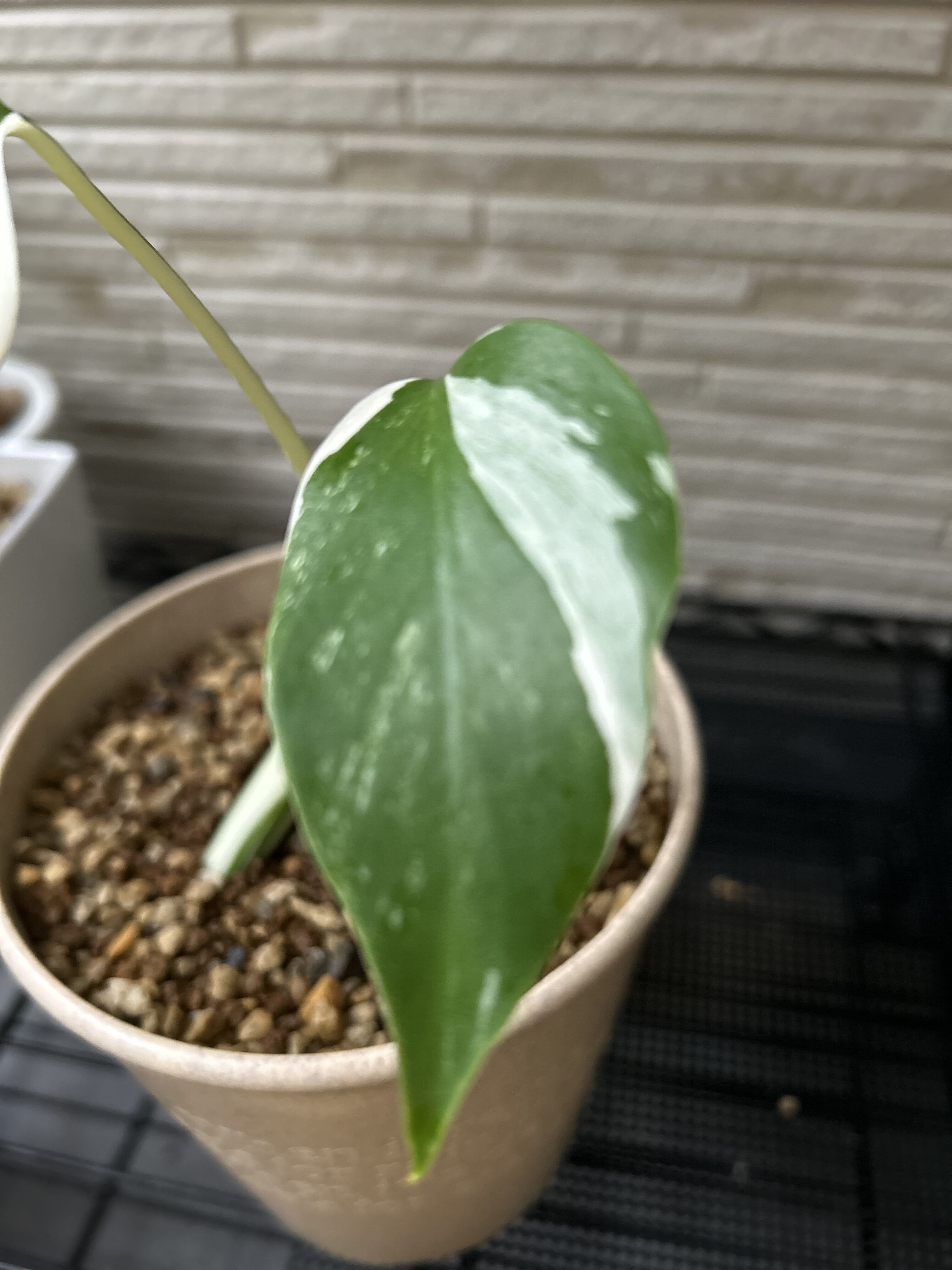 original
