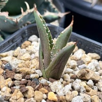 モンステラ ホワイトタイガー 極斑入り ハーフムーン M002 | Le Ruban