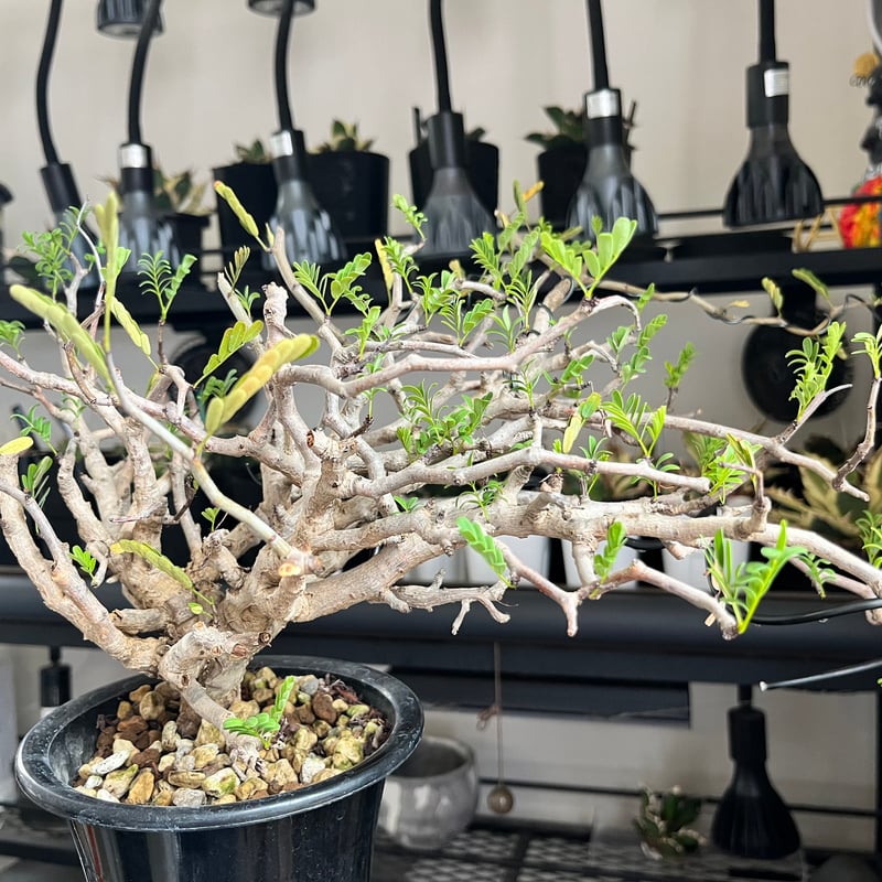 センナ メリディオナリス Senna meridionalis 発根済の特大株 fit=scale-down,w=1200