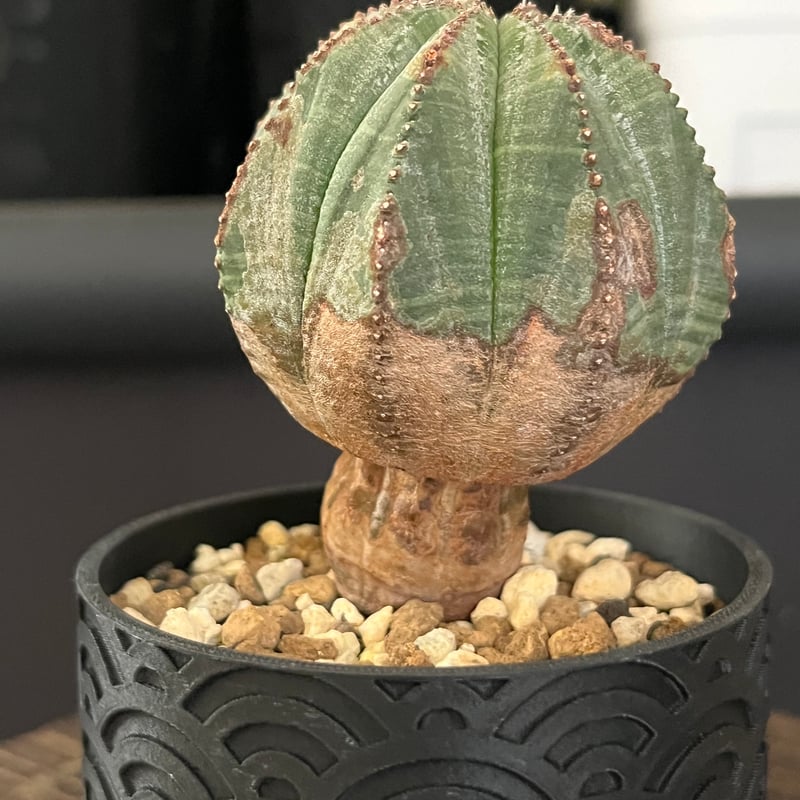 クラッシック感満点オベサ | Le Ruban