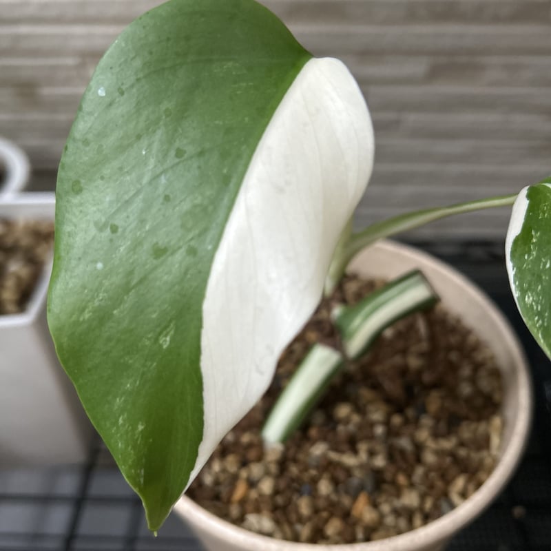 斑入りモンステラ ホワイトタイガー 鉢苗 - 植物/観葉植物