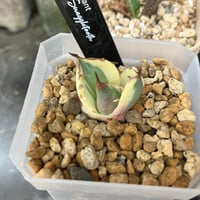 モンステラ ホワイトタイガー 極斑入り ハーフムーン M002 | Le Ruban