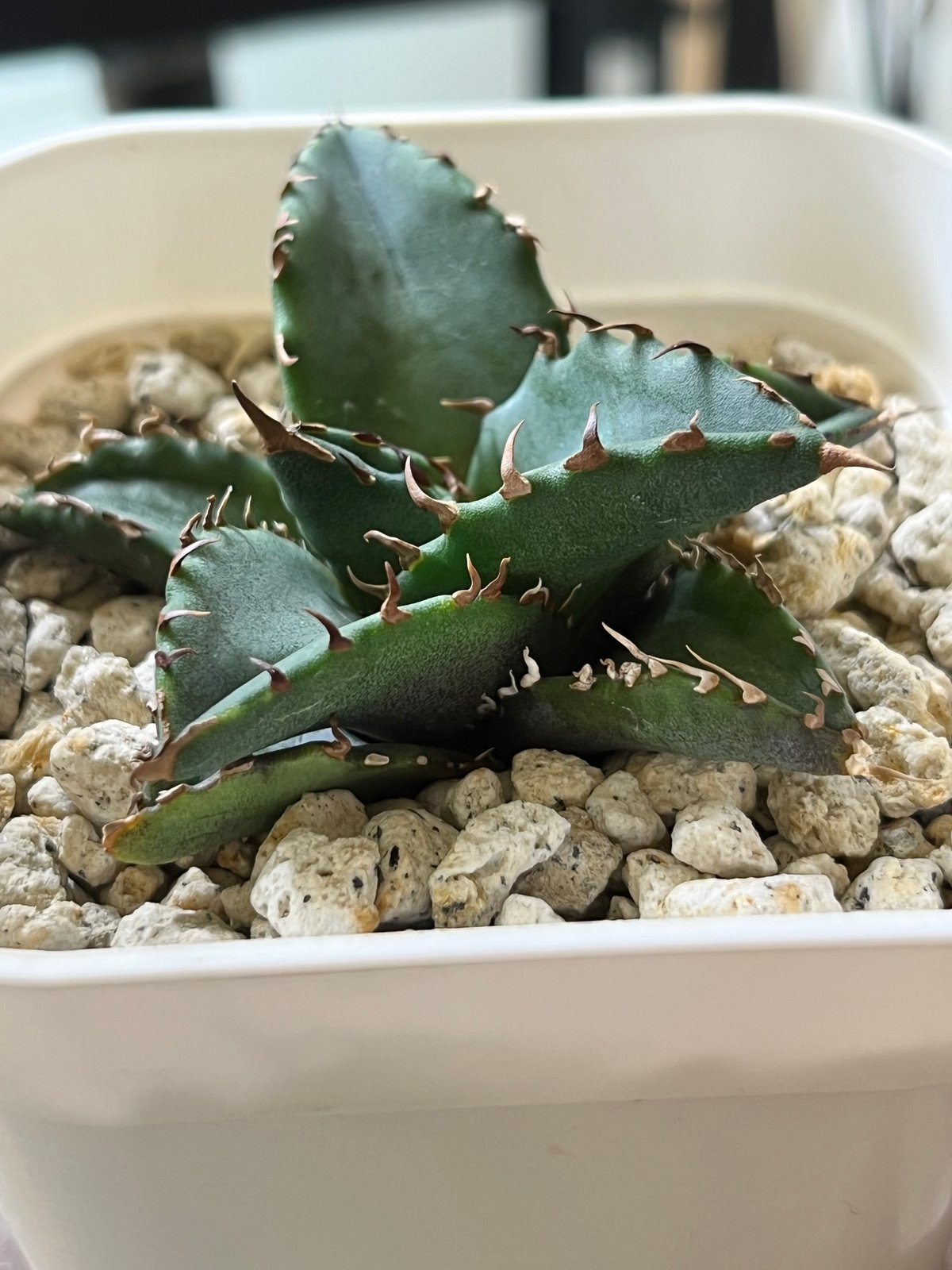 アガベチタノタ ノーネーム noname イラン産】アガベチタノタ NO NAME