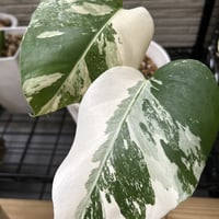 ホワイトモンステラ✨＆ハーフムーン✨親株の写真 ホワイトモンステラ