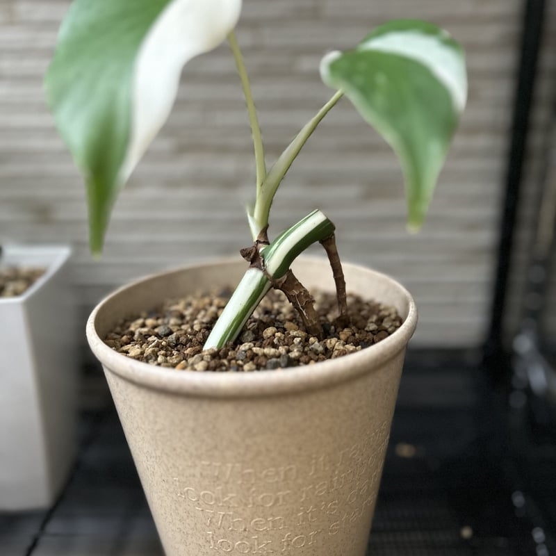 極上茎2株セット 葉っぱ付き 斑入りモンステラ ホワイトタイガー