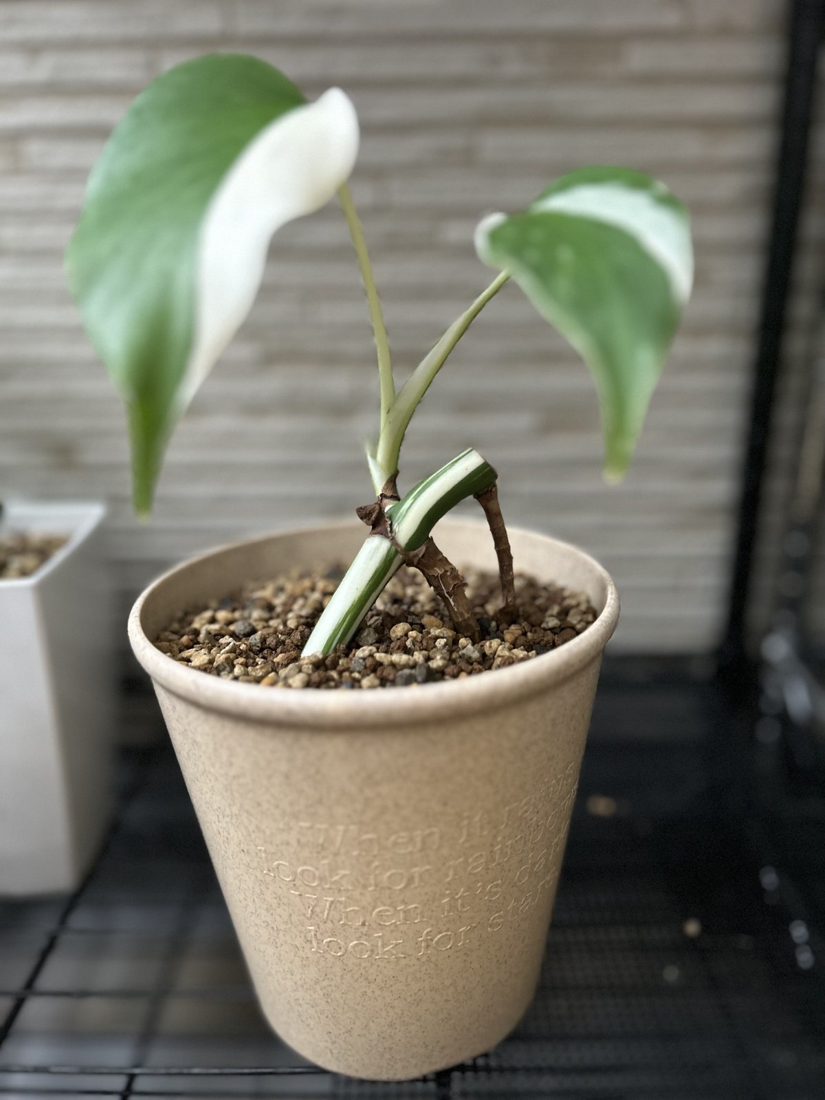 6【茎が太め】【最高級柄】極斑入りモンステラ ホワイト 6【茎が太め】【最高級柄】極斑入りモンステラ ホワイト