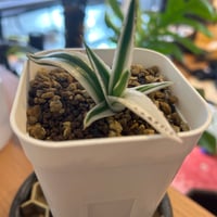 モンステラ ホワイトタイガー 極斑入り ハーフムーン M003 | Le Ruban