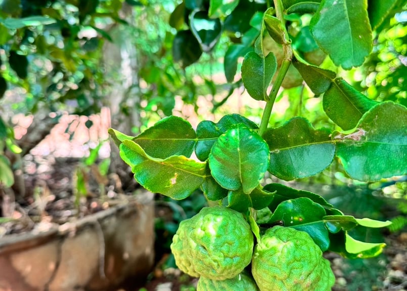 minasapoオーガニックドライハーブ【こぶみかん（カフィアライムリーフ