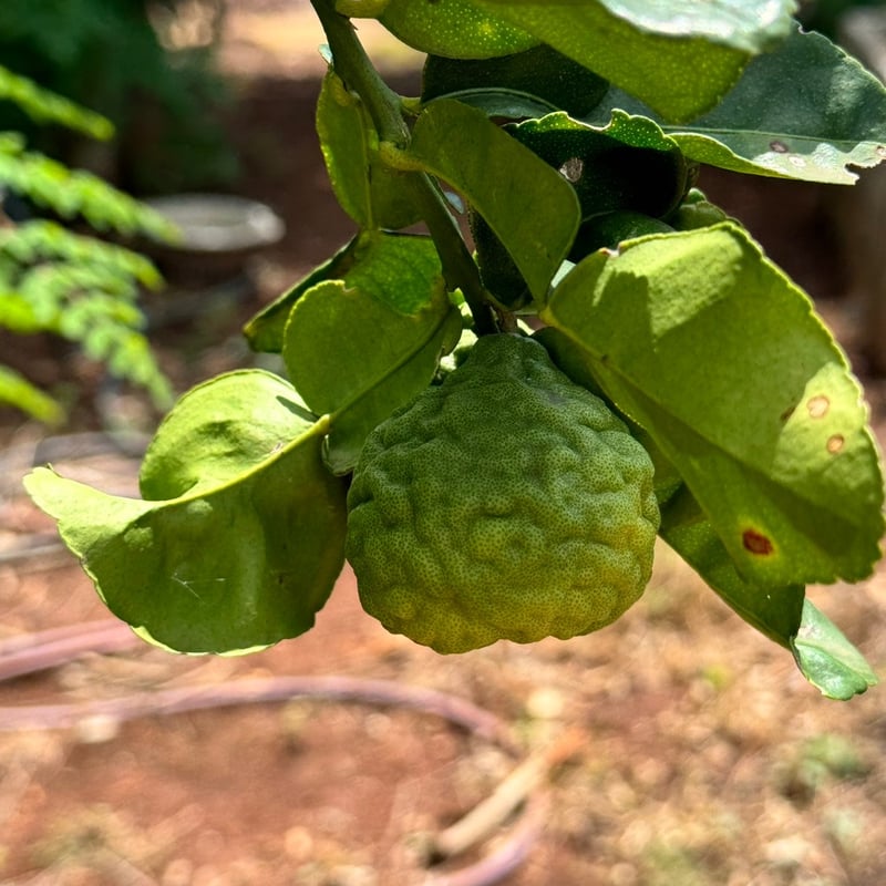 minasapoオーガニックドライハーブ【こぶみかん（カフィアライムリーフ