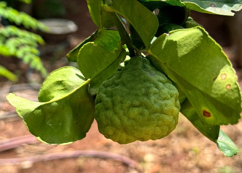 【お値下げ中】オーガニックコブミカンペースト/カフィアライムシャンプー250×7 クラフト・ジントニック 「カフィアライム+ローズ」 – LONG GOOD