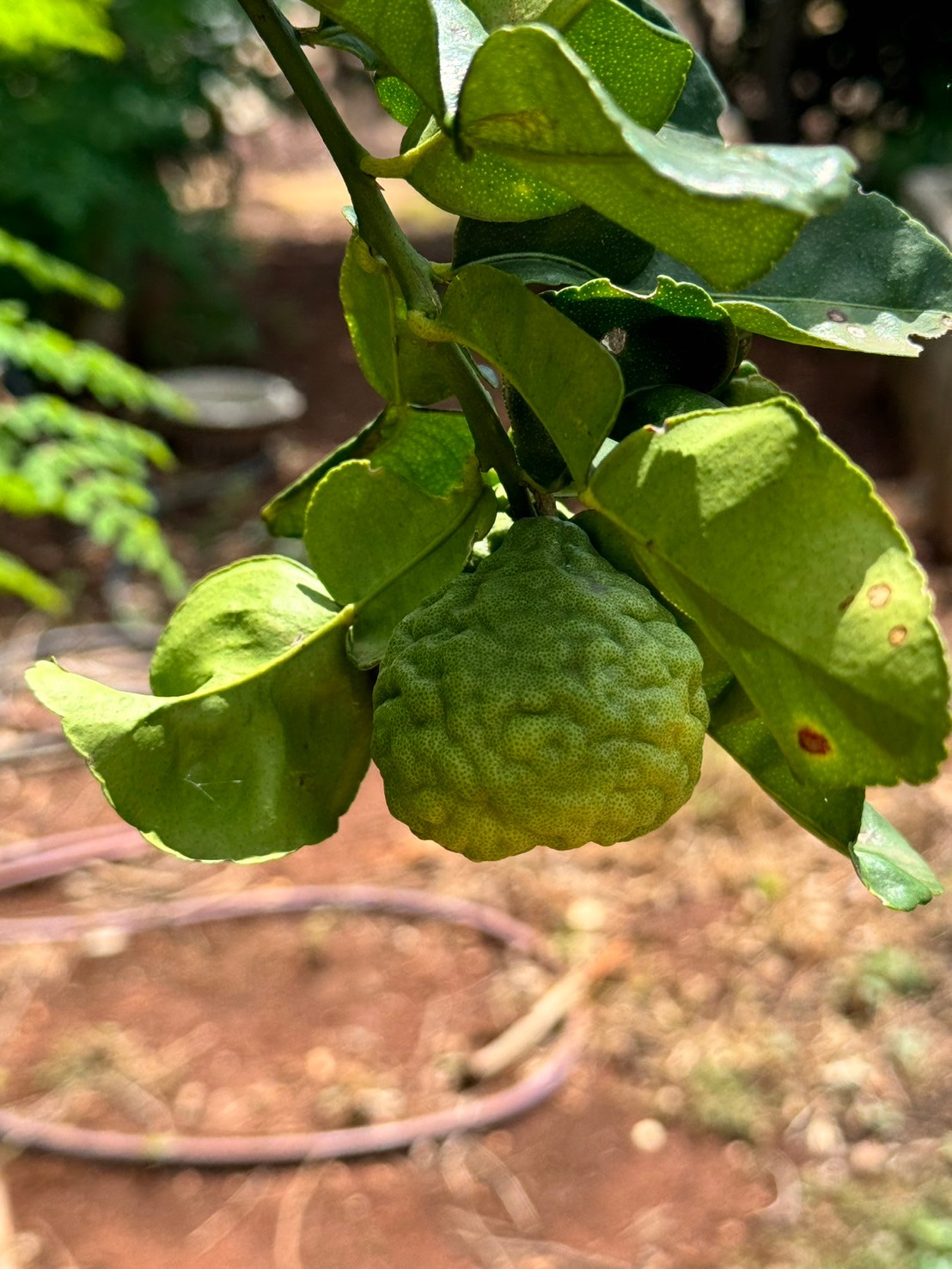 【超人気】オーガニックコブミカンペースト(カフィアライムシャンプー)250×12 moonhutte コブミカン ペースト【パヤカオンラインショップ】