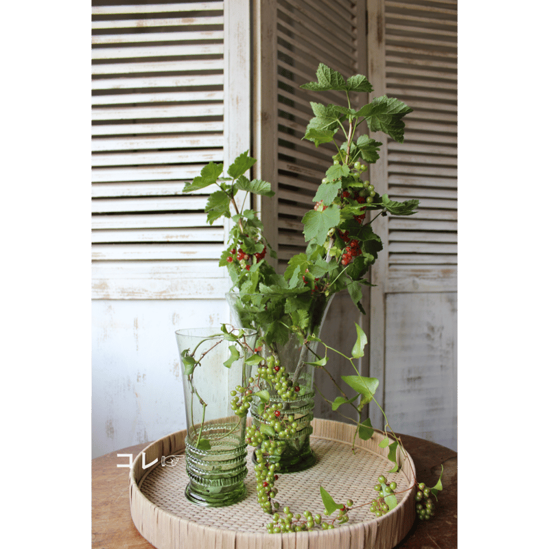 カナリーヤシ 黒鉢付