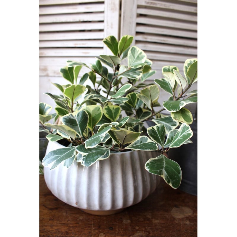 Audo  Kubus フラワーポット Kubus Flowerpot by Mogens Lassen | Flowerpot Audo Copenhagen