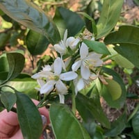 江之浦【清見(みかん)の花】芳香蒸留水（ハイドロゾル）  100ml