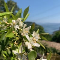 江之浦【南津海(みかん)の花】芳香蒸留水 （ハイドロゾル）  100ml
