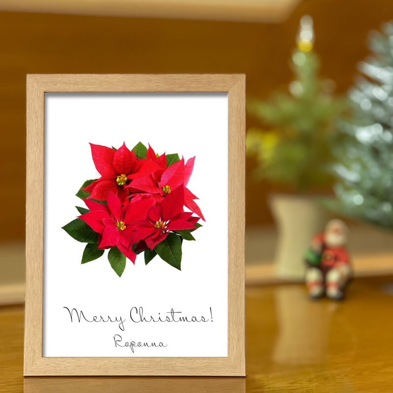 クリスマス A4 アート ポスター ポインセチア 名入れ可能 | ROPONNA