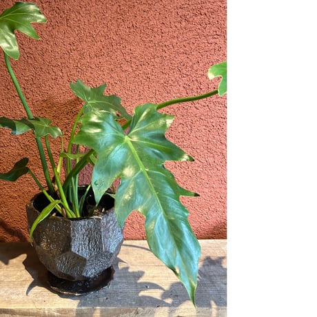 Bitter Pot C2304