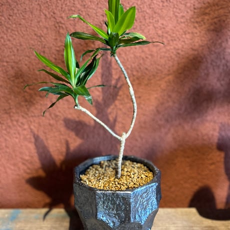 Bitter Pot C2304