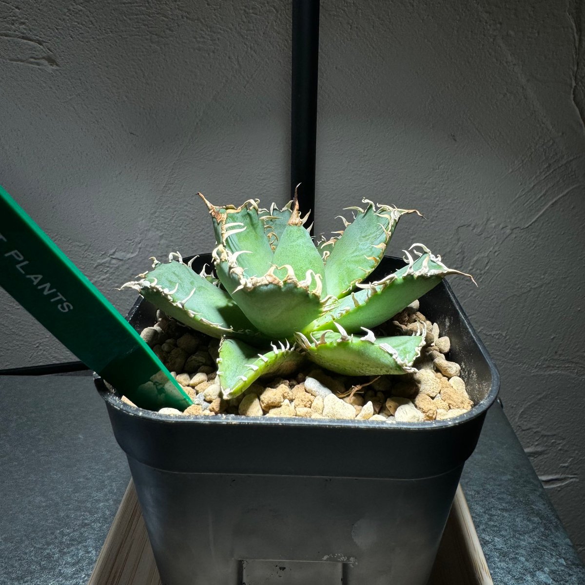 アガベチタノタフィリグリー アガベ チタノタ フィリグリー 'デビル' Agave titanota