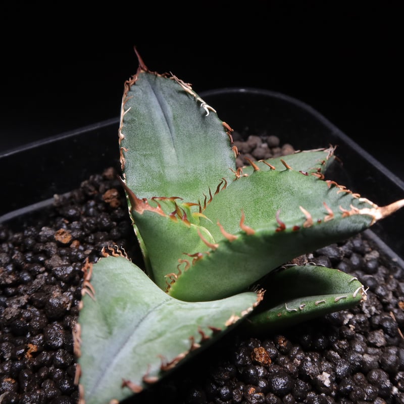 管理No.18404732】アガベ チタノタ ホワイトチャビー ｜ Agave Titano