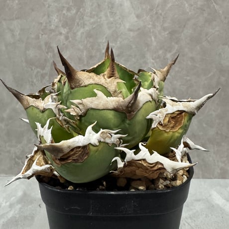 Agave “Black Rhino” （アガベ 黒犀牛）