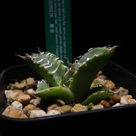 『コレクション株』アガベ　ノーネーム　ビックスパイン　強鋸歯　中株　発根活着済み LIT PLANTS l リットプランツ