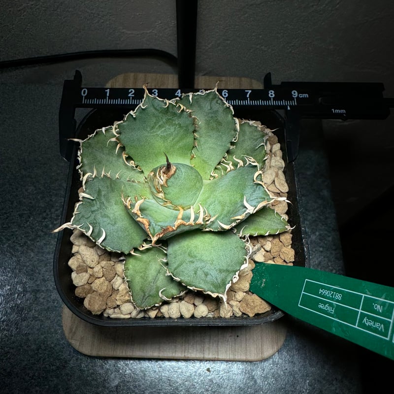 管理No.88120664】アガベ チタノタ フィリグリー（発根済