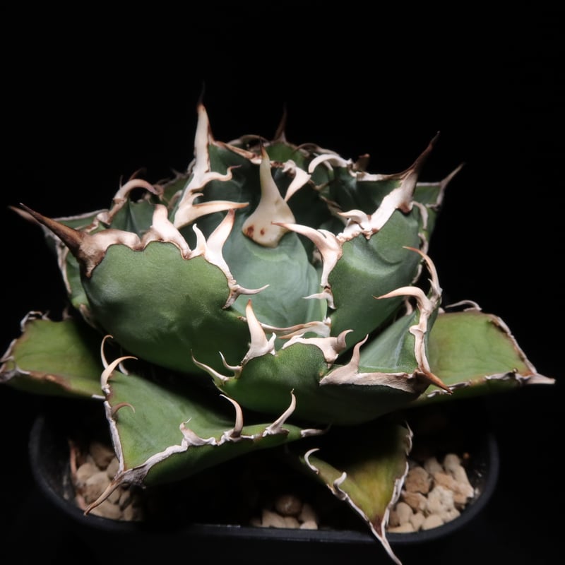 アガベ　白鯨　大きめ　ワイルド風 アガベ 白鯨 大きめ ワイルド風 【公式通販】