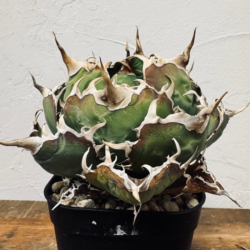 アガベチタノタ（白鯨：はくげい）Agave ‘White Whale’ Agave “White Whale” （アガベ 白鯨） | LIT PLANTS l リット