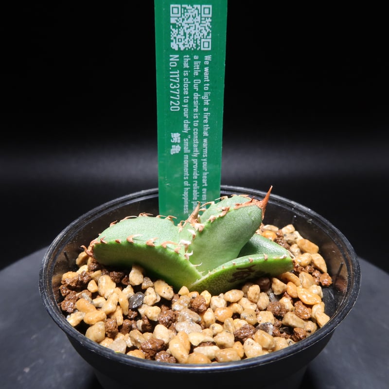 アガベ 鰐亀 アガベぶつぶつ 子株 【公式通販】