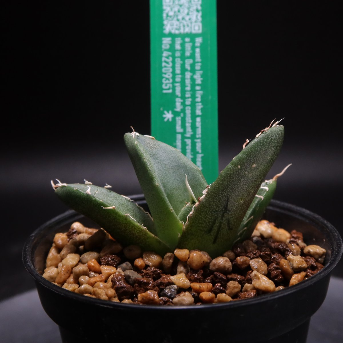 星空　龍球会産　子株　発根済 星空 龍球会産 子株 発根済 CATEGORY Agave | AgaveLives