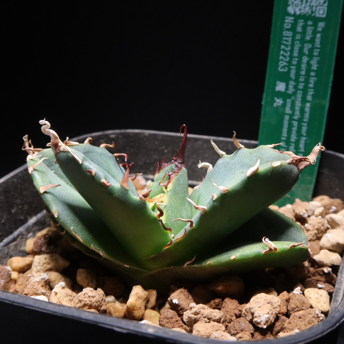 管理No.81722263】アガベ チタノタ 魔丸 | Agave Titanota Mag 管理No.81722263】アガベ チタノタ 魔丸 | Agave Titanota Mag
