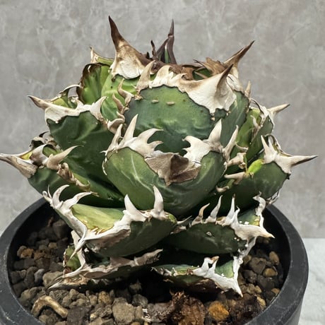 Agave “Crown” （アガベ 皇冠Huang Guan）