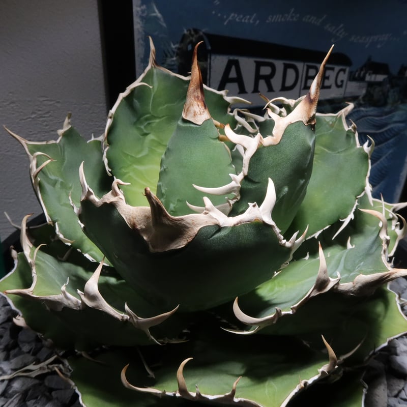 管理No.01065914】アガベ チタノタ 白鯨 特大株（発根済） ｜ Agave Ti