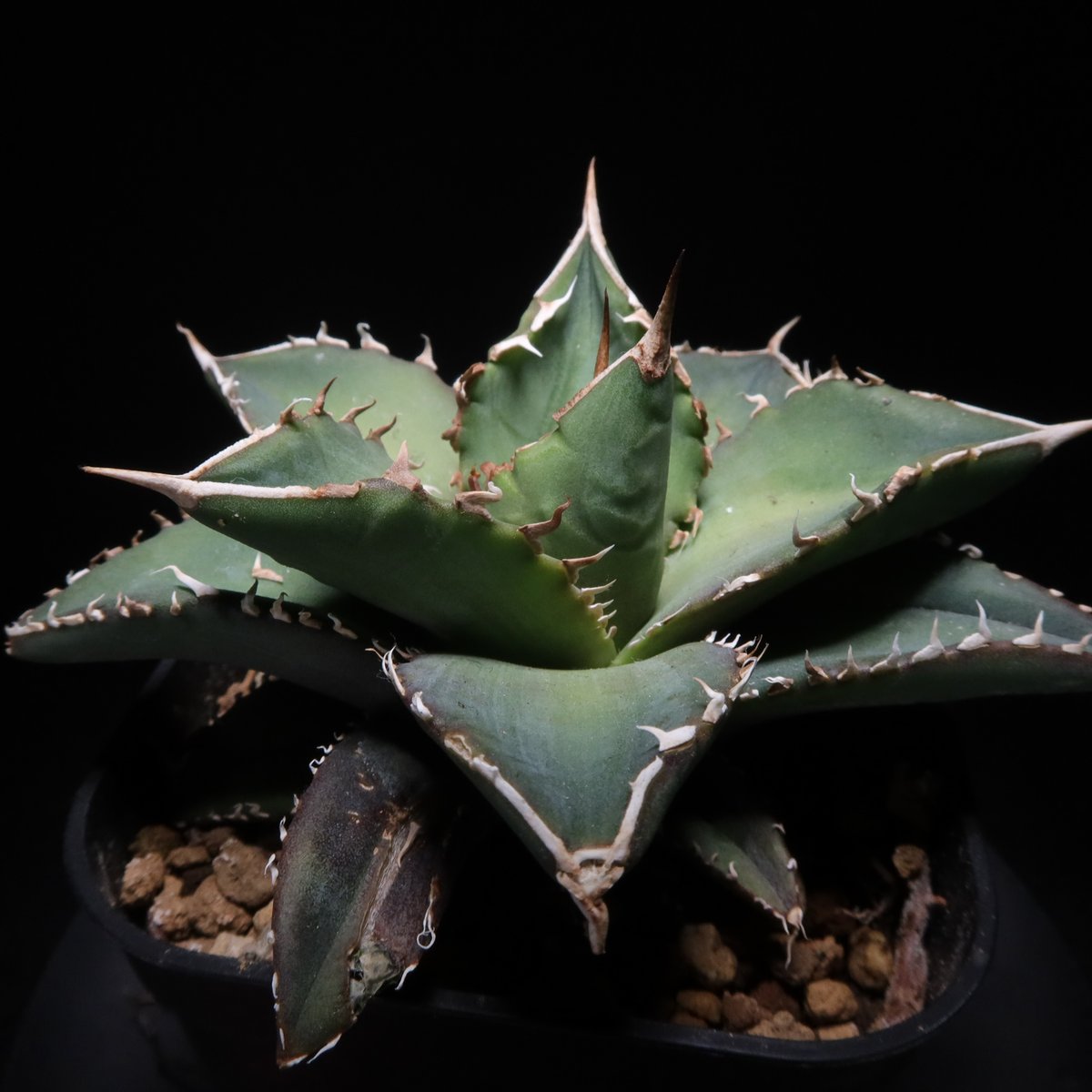 アガベ　チタノタ　海王　大株　親株 アガベ チタノタ 