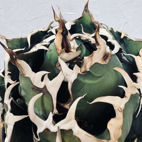 Agave “White Whale” （アガベ 白鯨）