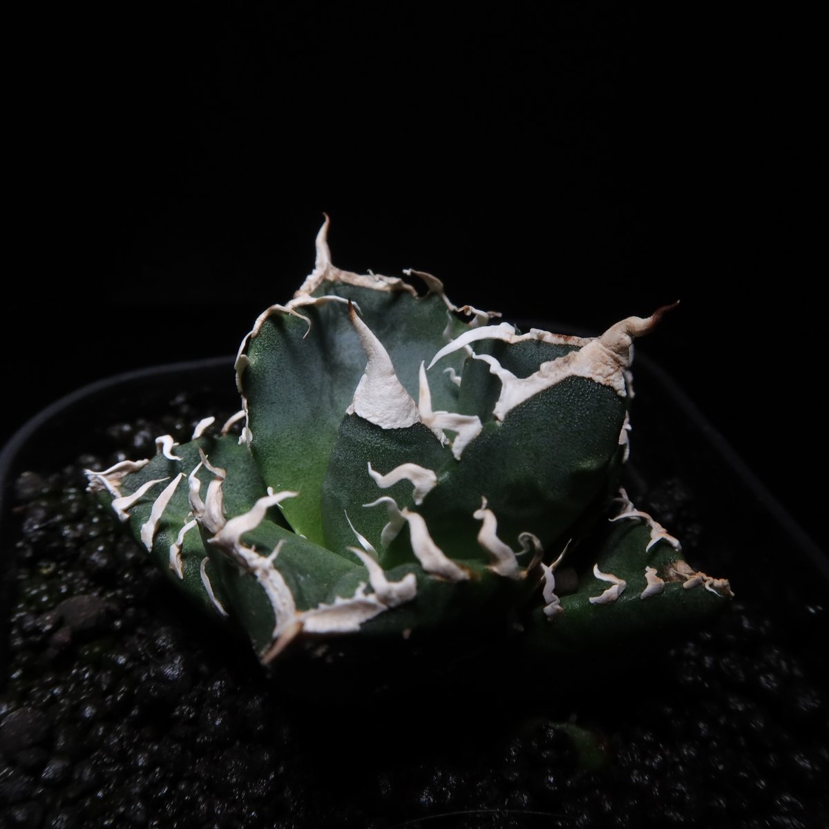 アガベ SAD　現地球 アガベ SAD 現地球 アガベ SAD 現地球 アガベ SAD 現地球