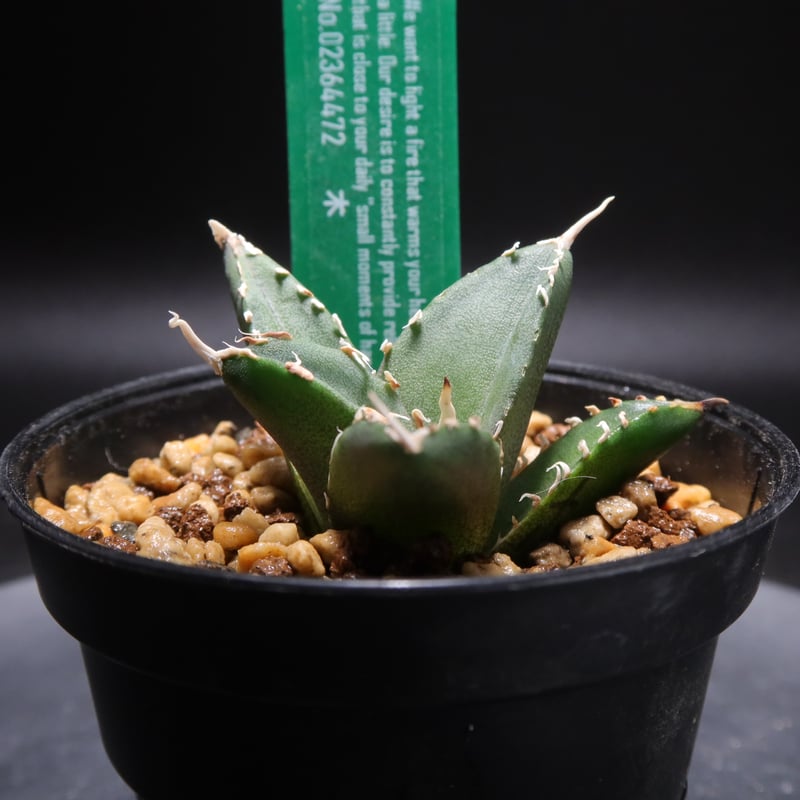 管理No.02364472】アガベ チタノタ 木（発根済） | LIT PLANTS l
