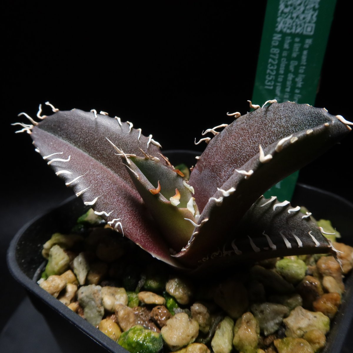 管理No.87232531】アガベ 金剛（発根済） | LIT PLANTS l リットプランツ