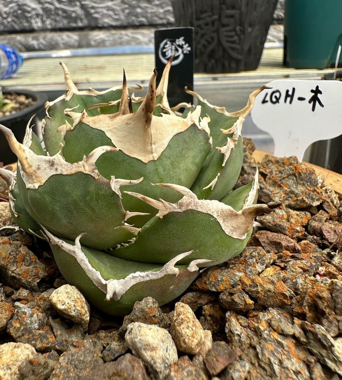 アガベ チタノタ 才ア八力実生A9/超強鋸歯/発根済み /プツプツ 強棘OC株 管理No.02364472】アガベ チタノタ 木（発根済） | LIT PLANTS l