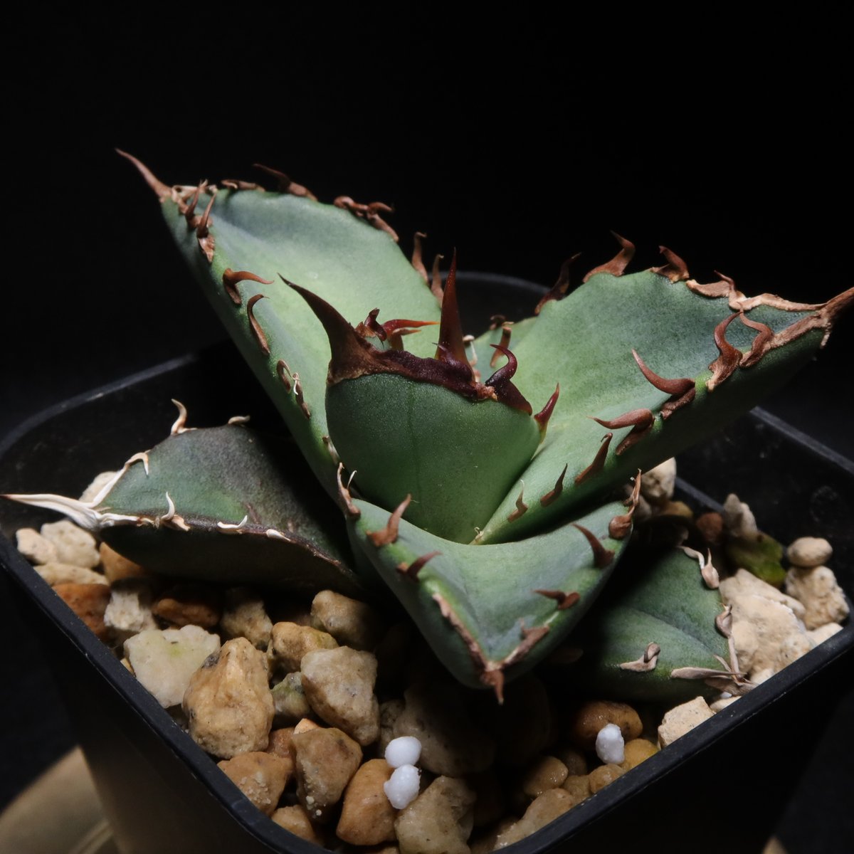 アガベチタノタkelly clone 子株 / 白犀牛 トリケラトプス 【公式通販】