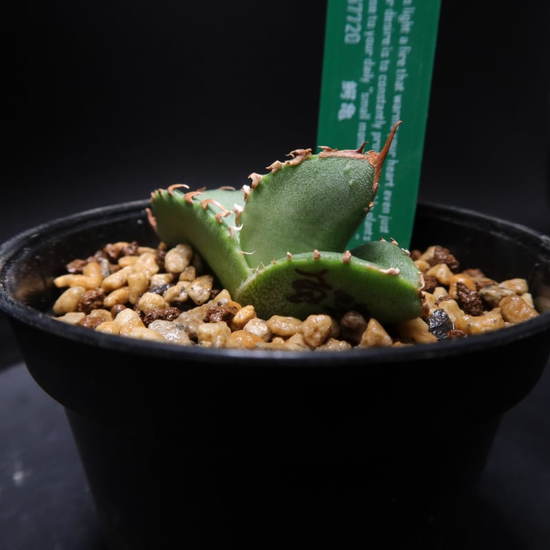 アガベ チタノタ COK追星 子株 発根済み 【公式通販】