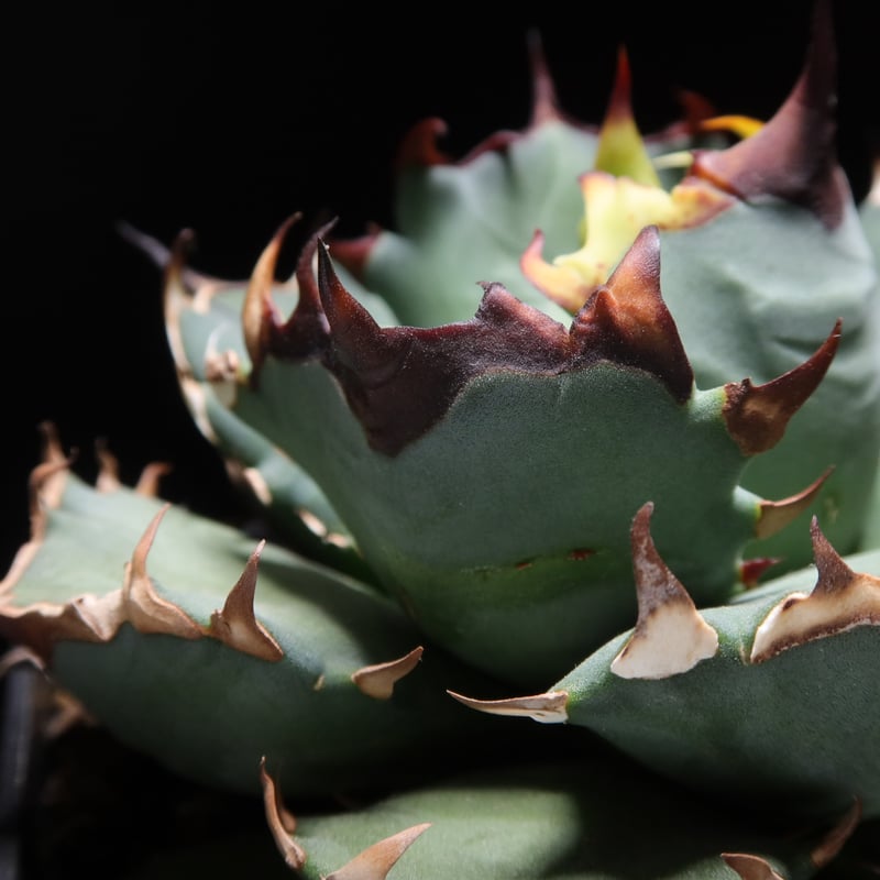 管理No.08725476】アガベ チタノタ 姫厳龍（発根済） ｜ Agave Titan