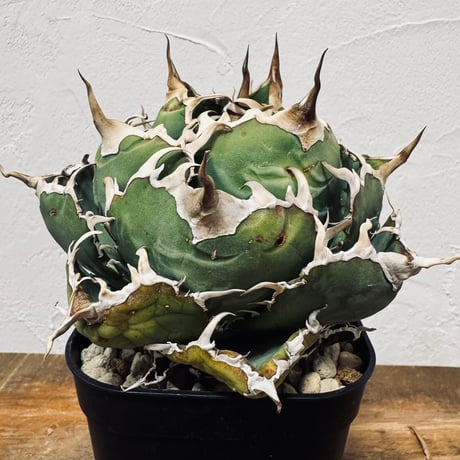 Agave “White Whale” （アガベ 白鯨）